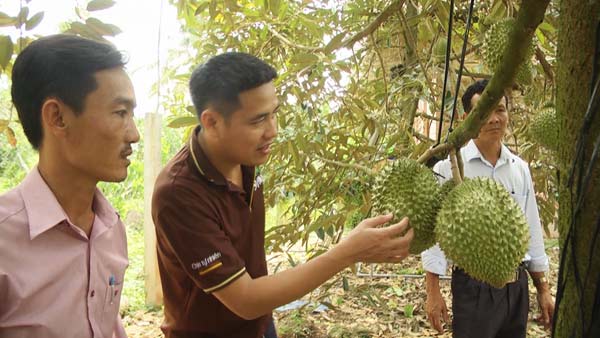 Trồng sầu riêng chín tự nhiên, bán tới 300 ngàn/ký vẫn đắt hàng - 1