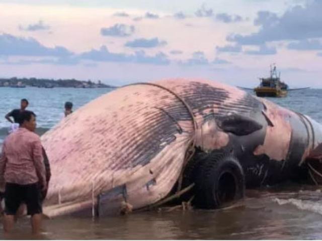 Bình Thuận: Một “cá Ông” khổng lồ lụy bờ