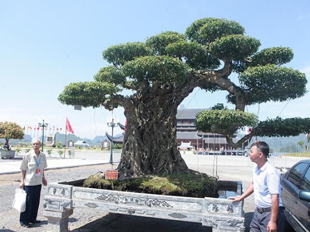 Thị trường - Tiêu dùng - Gần 20 năm tạo tác, từ cây sanh không giá trị thành "voi ma mút" giá hơn tỷ đồng