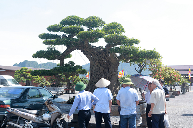 Tại triển lãm cây cảnh mới diễn ra ở Tam Chúc (Ba Sao, Hà Nam), cây sanh có hình dạng giống một con voi thu hút khá đông người dân, khách tham quan đến chiêm ngưỡng.