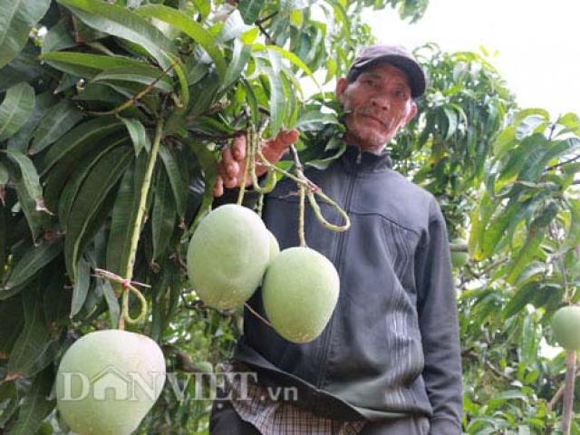 Thị trường - Tiêu dùng - Mê mẩn vườn xoài trái "khổng lồ" như đào tiên ở vùng biên Bình Phước