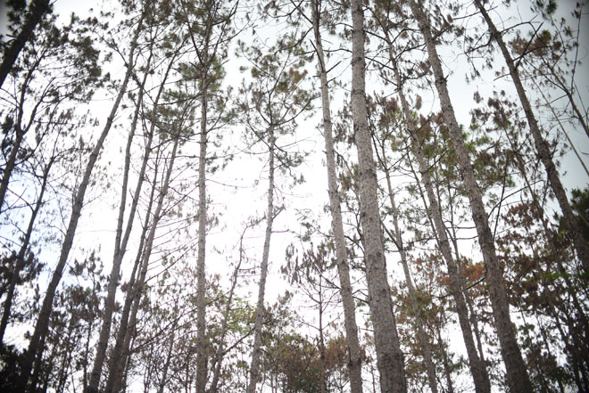 Thông tin mới vụ hơn 3.500 cây thông bị &#34;đầu độc&#34; ở Lâm Đồng - 1