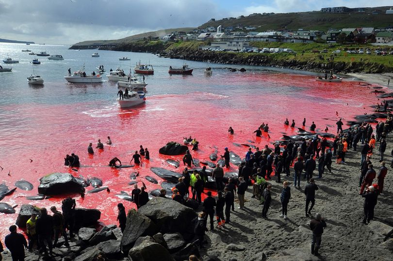 Thảm cảnh cá voi bị con người chém giết đỏ rực cả vùng biển ở châu Âu - 1