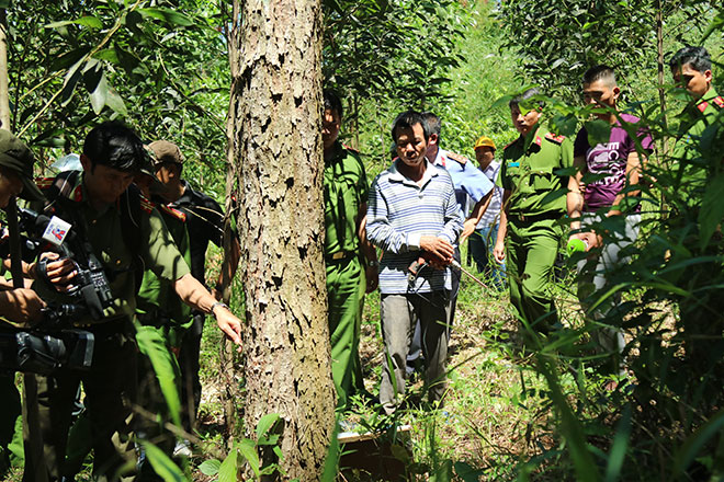 Vụ "đầu độc" 10ha rừng thông: Thực nghiệm lại hiện trường - 2
