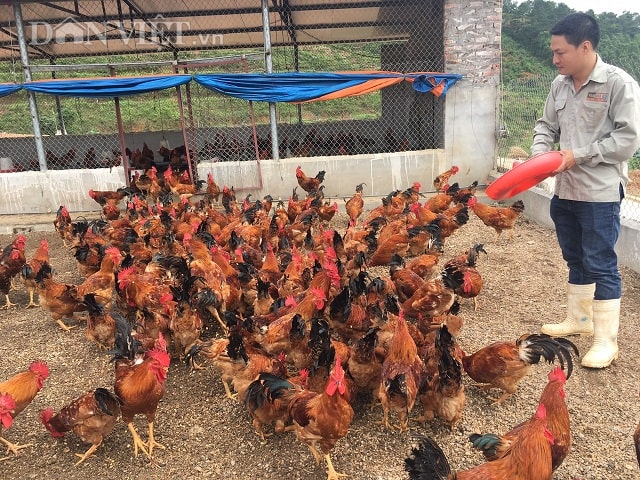 Thạc sỹ bỏ giảng đường về quê nuôi gà VietGAP, kiếm 80 triệu/tháng - 1