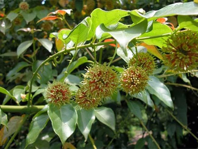 Cây câu đằng là giống cây mọc hoang ở Việt Nam. Sang Trung Quốc, chúng trở thành thần dược trị bệnh có mức giá đắt đỏ, khoảng 276.000 đồng/kg.