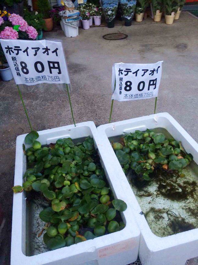 Tương tự như thân chuối, bèo tây cũng vụt sáng thành sao khi vi hành sang Nhật. &nbsp;Một cây bèo tây nhỏ có giá khoảng 16.000 đồng, trong khi ở Việt Nam, chúng rẻ đến mức thường chỉ dùng để… nuôi lợn.