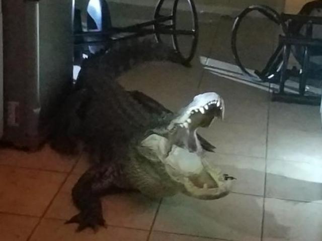 Phi thường - kỳ quặc - Sáng tỉnh giấc, hoảng hồn thấy cá sấu dài 3 mét nằm rình trong nhà