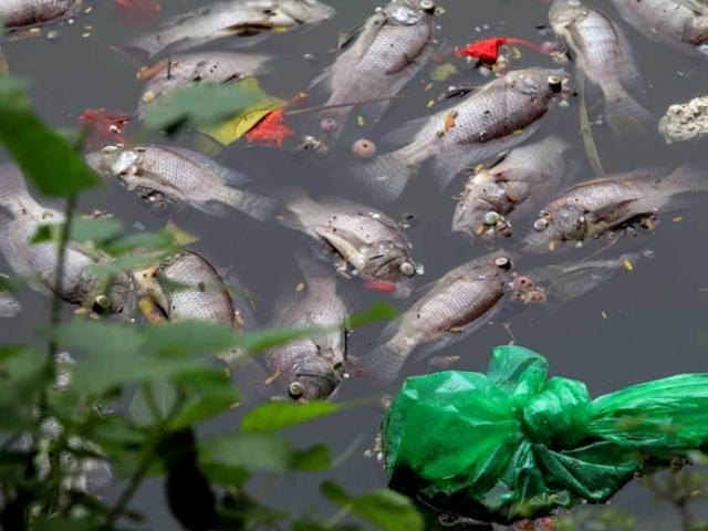 Tin tức trong ngày - Cá chết hàng loạt nổi trắng hồ Văn Chương
