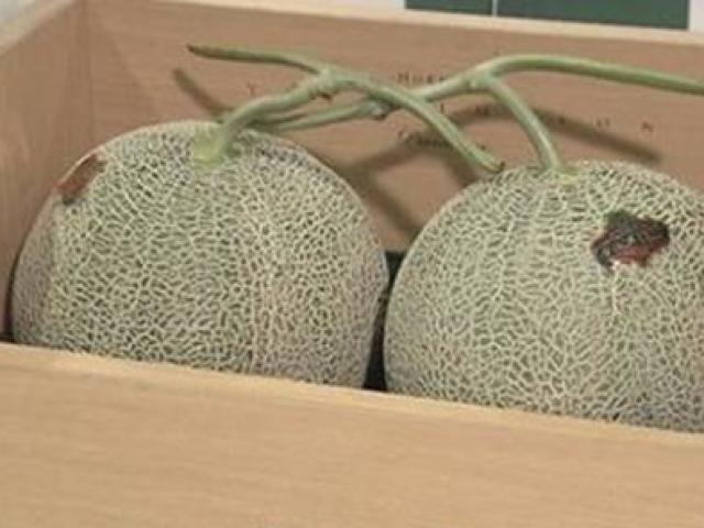 Thị trường - Tiêu dùng - Nhìn bé tẹo nhưng cặp dưa này có giá ngang ô tô Camry