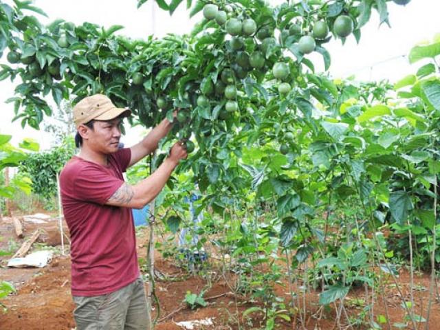 Thị trường - Tiêu dùng - Cho dâu "chung nhà" với chanh dây, cà phê mà thu thêm 1,5 tỷ/năm