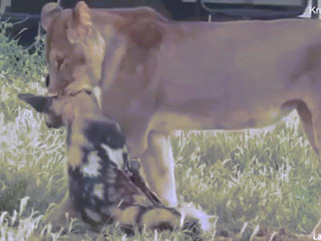 Media - Màn tẩu thoát ngoạn mục của chó hoang khi bị sư tử ngoạm chặt cổ