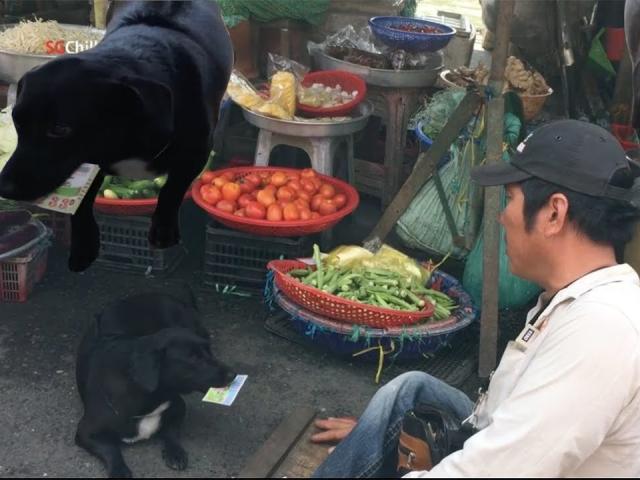 Bạn trẻ - Cuộc sống - Clip: Chó cưng giúp chủ tàn tật bán vé số "gây bão" mạng