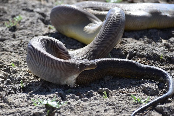 Kinh ngạc cảnh trăn dài 3,5m nôn ra một con trăn khác to lớn phi thường - 2