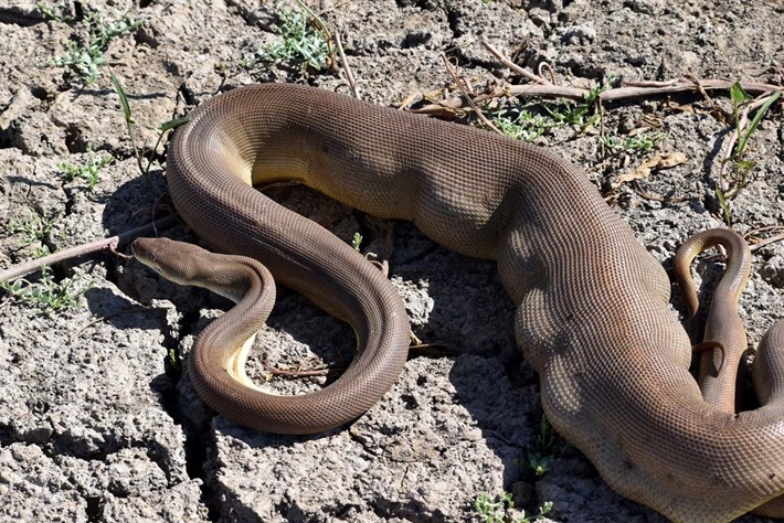 Kinh ngạc cảnh trăn dài 3,5m nôn ra một con trăn khác to lớn phi thường - 3