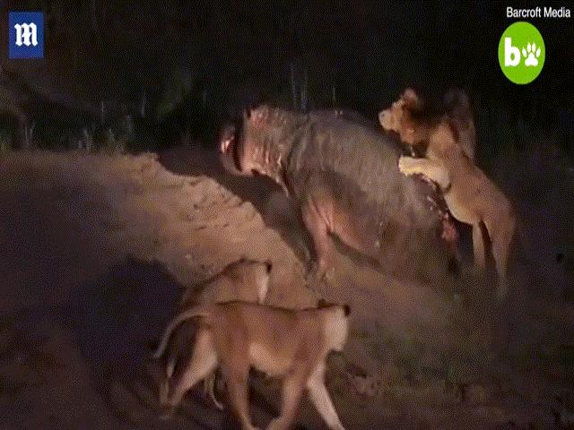 Thế giới - Video: 5 sư tử quây "đánh hội đồng" một con hà mã đang bị thương