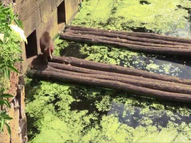 Phi thường - kỳ quặc - Video: Khỉ bắt vịt con ngay trước mặt vịt mẹ, ăn tươi nuốt sống