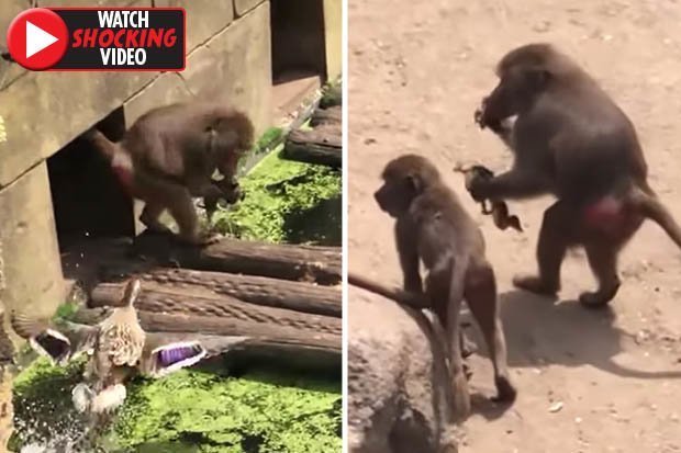Video: Khỉ bắt vịt con ngay trước mặt vịt mẹ, ăn tươi nuốt sống - 1