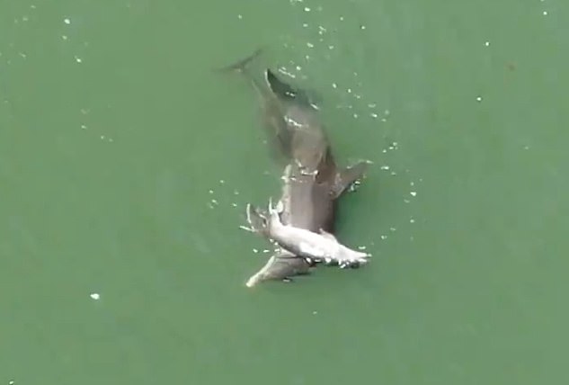 Video: Xót xa cảnh cá heo mẹ không ngừng nâng xác con non trên biển - 1