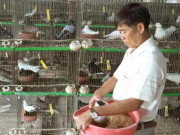 Thị trường - Tiêu dùng - An Giang: Kiếm nửa tỷ mỗi năm nhờ mê nuôi bồ câu kiểng