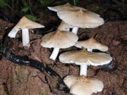 Thị trường - Tiêu dùng - Những loại “lộc trời” một năm chỉ có một lần ở Việt Nam