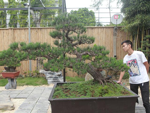Thị trường - Tiêu dùng - Doanh nhân Việt chi tiền tỷ mua “vua bonsai” từ Nhật về ngắm