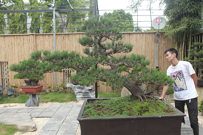 Đây là cây thông đen hàng trăm năm tuổi, dáng trực huyền, nhìn rất tự nhiên do chính các nghệ nhân nổi tiếng người Nhật trồng, uốn nắn từ nhỏ.