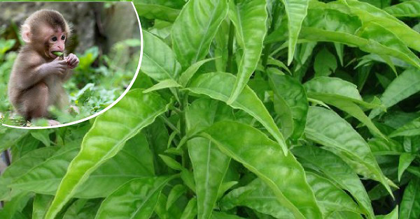 Búi trĩ lòi ra ngoài: chỉ cần làm cách này búi trĩ co lên tự nhiên, không cần phẫu thuật - 2