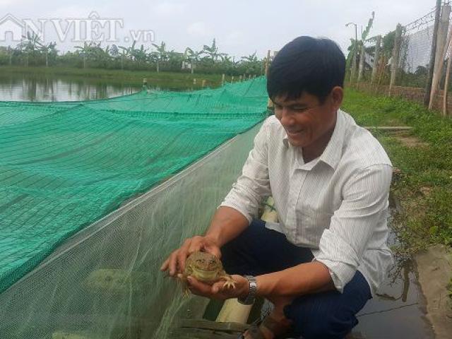 Thị trường - Tiêu dùng - "Mắc màn" nuôi ếch nhung nhúc dưới ao, bỏ túi cả trăm triệu/năm