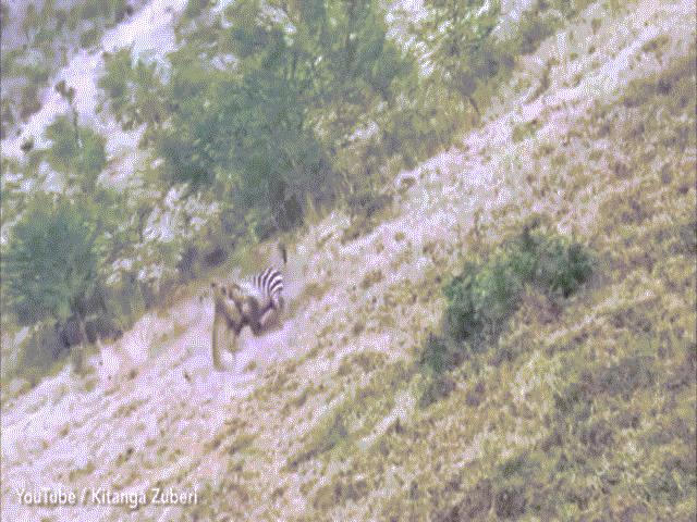Thế giới - Video: Sư tử “làm thịt” ngựa vằn, không ngờ bị con mồi kéo lê thảm hại