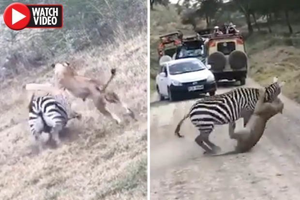 Video: Sư tử “làm thịt” ngựa vằn, không ngờ bị con mồi kéo lê thảm hại - 1