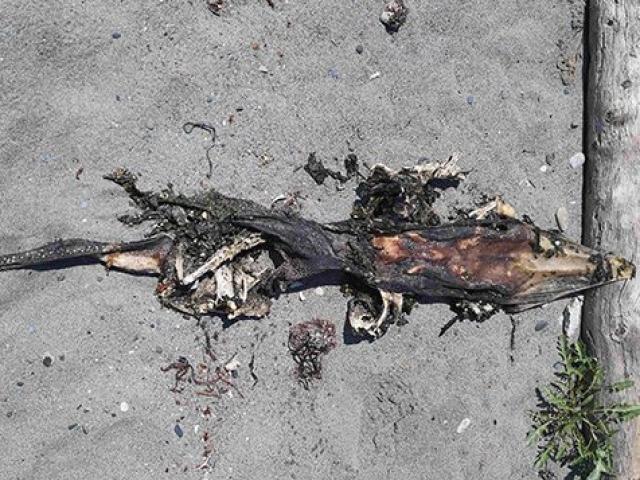 Phi thường - kỳ quặc - Xác sinh vật kỳ quái đầu cá sấu, đuôi mọc răng trôi dạt vào bờ biển Canada