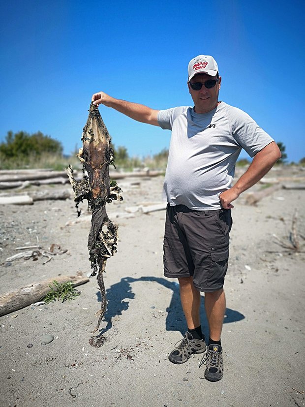 Xác sinh vật kỳ quái đầu cá sấu, đuôi mọc răng trôi dạt vào bờ biển Canada - 2
