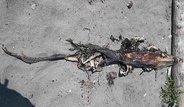 Xác sinh vật kỳ quái đầu cá sấu, đuôi mọc răng trôi dạt vào bờ biển Canada - 1