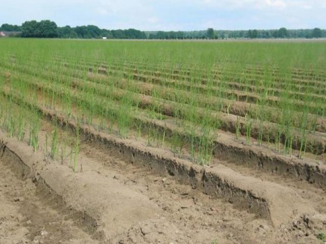 Thị trường - Tiêu dùng - Đếm tiền không ngớt nhờ trồng “loại rau cao cấp” này