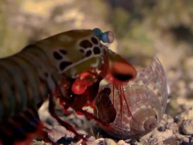 Media - Loài tôm ở đáy đại dương sở hữu những cú "liên hoàn đấm" siêu mạnh