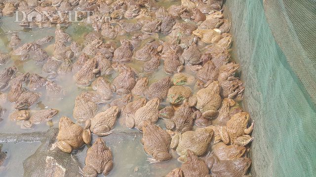 &#34;Mắc màn&#34; nuôi ếch nhung nhúc dưới ao, bỏ túi cả trăm triệu/năm - 2
