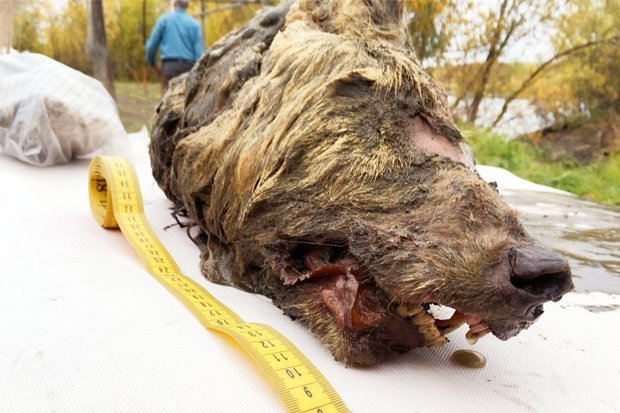 Đầu quái thú 40.000 năm vẫn nguyên vẹn tại vùng Siberia - 1