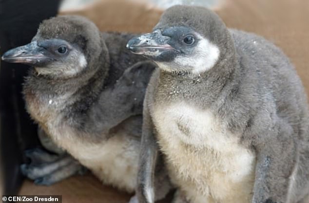 Cặp đôi chim cánh cụt nổi điên, giết chết đồng loại vì mất con - 1