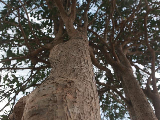 Thị trường - Tiêu dùng - Chiêm ngưỡng 2 cây mộc hương "khủng", khách trả 3 tỷ chủ vẫn chưa "gật đầu"