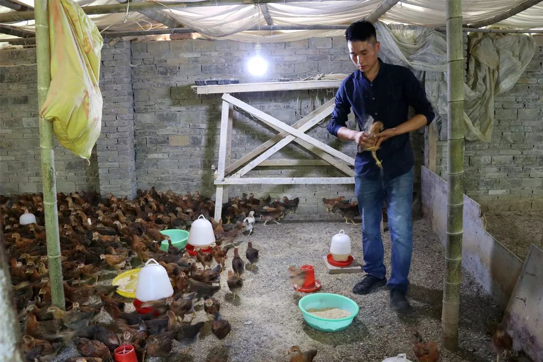 Tin được không: 9X nuôi gà mà kiếm được gần 6 tỷ mỗi năm - 1