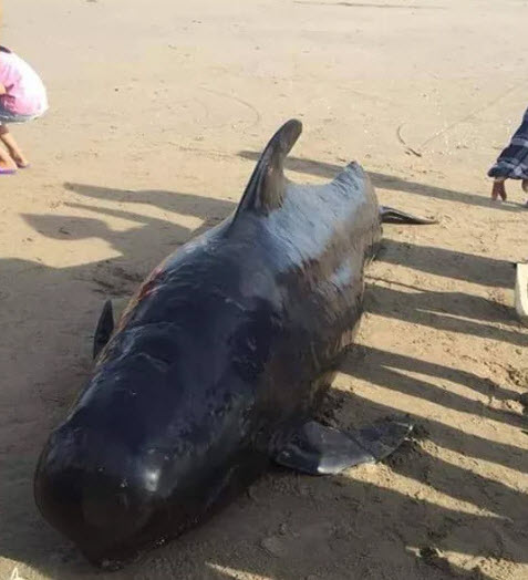 Cá voi dài 4m, nặng gần 1 tấn chết dạt vào bờ biển khu vực sân golf - 1