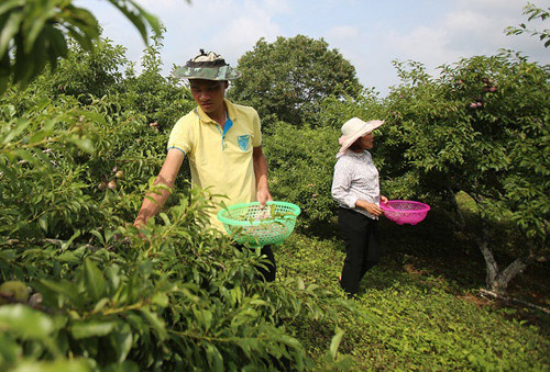 “Cao nguyên trắng” Bắc Hà thu hoạch 4.000 tấn mận, giá tăng cao - 3