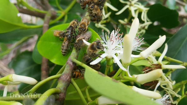 Độc đáo: Luyện ong làm mật ngọt từ... biển mặn, thu 2-3 triệu/ngày - 1