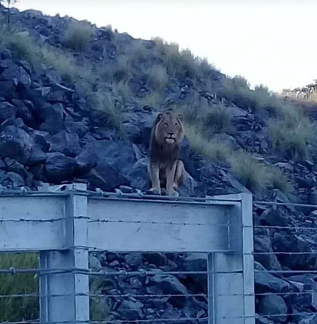 Lộ diện 14 con sư tử sổng chuồng, lang thang ngoài đường ở Nam Phi - 2