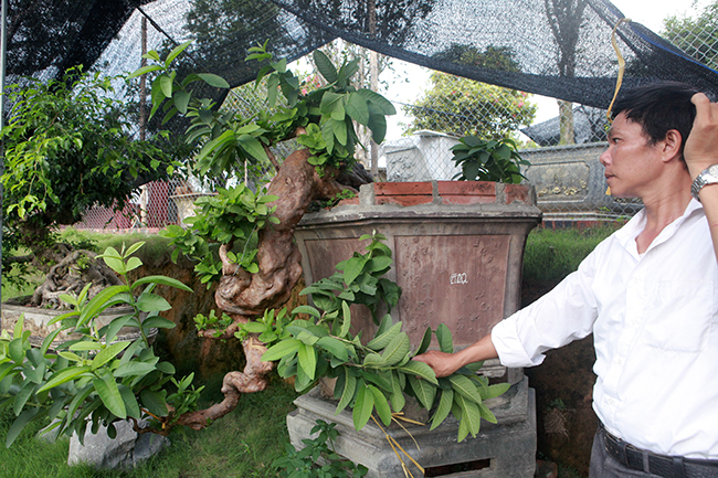 Cây ổi nhiều năm tuổi, dáng thế độc đáo thuộc sở hữu của anh Bùi Đức Dũng (TP. Việt Trì, Phú Thọ)