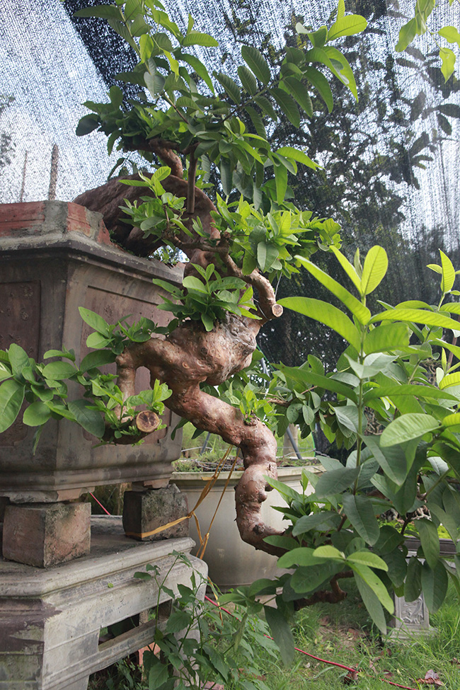 Theo anh Dũng, đây là cây ổi có dáng “thác đổ”  đẹp nhất Việt Nam bởi trên thân nổi những u cục hiếm có