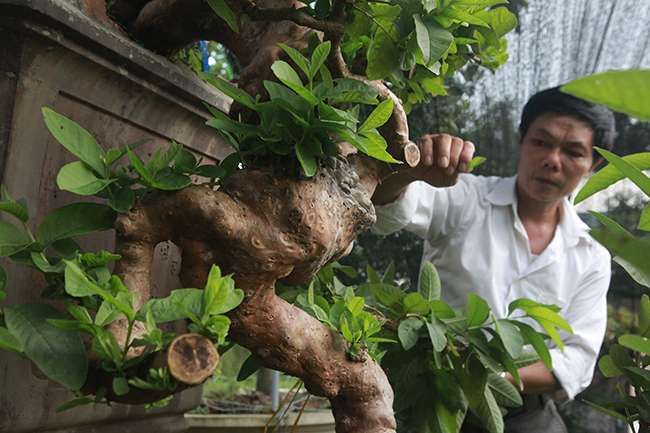 Chủ nhân của cây ổi cho biết, cây có nguồn gốc từ Tuyên Quang, mọc ở bờ rào, sống ở môi trường khắc nghiệt nên cây mới nổi u cục như vậy.