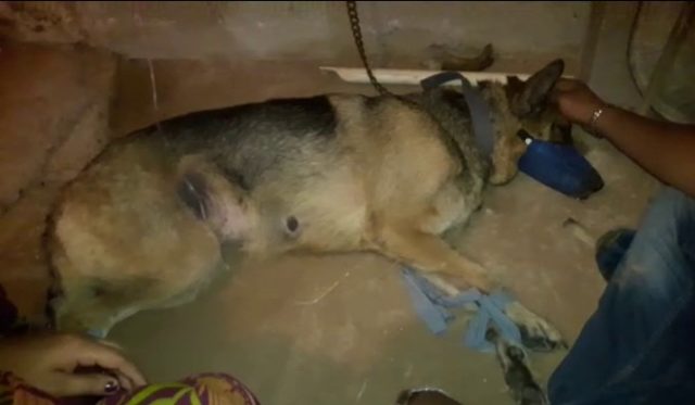 Ấn Độ: Phát hiện hổ mang chúa mò vào nhà, chó cưng kịch chiến cứu chủ - 1