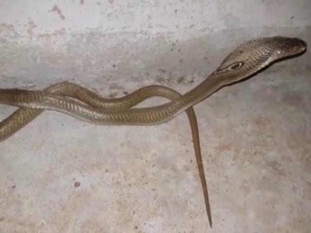 Thế giới - Ấn Độ: Phát hiện hổ mang chúa mò vào nhà, chó cưng kịch chiến cứu chủ